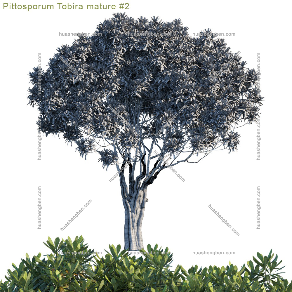 现代植物大树组合3d模型「免费下载」Pittosporum tobira_mature_2.jpg(1)