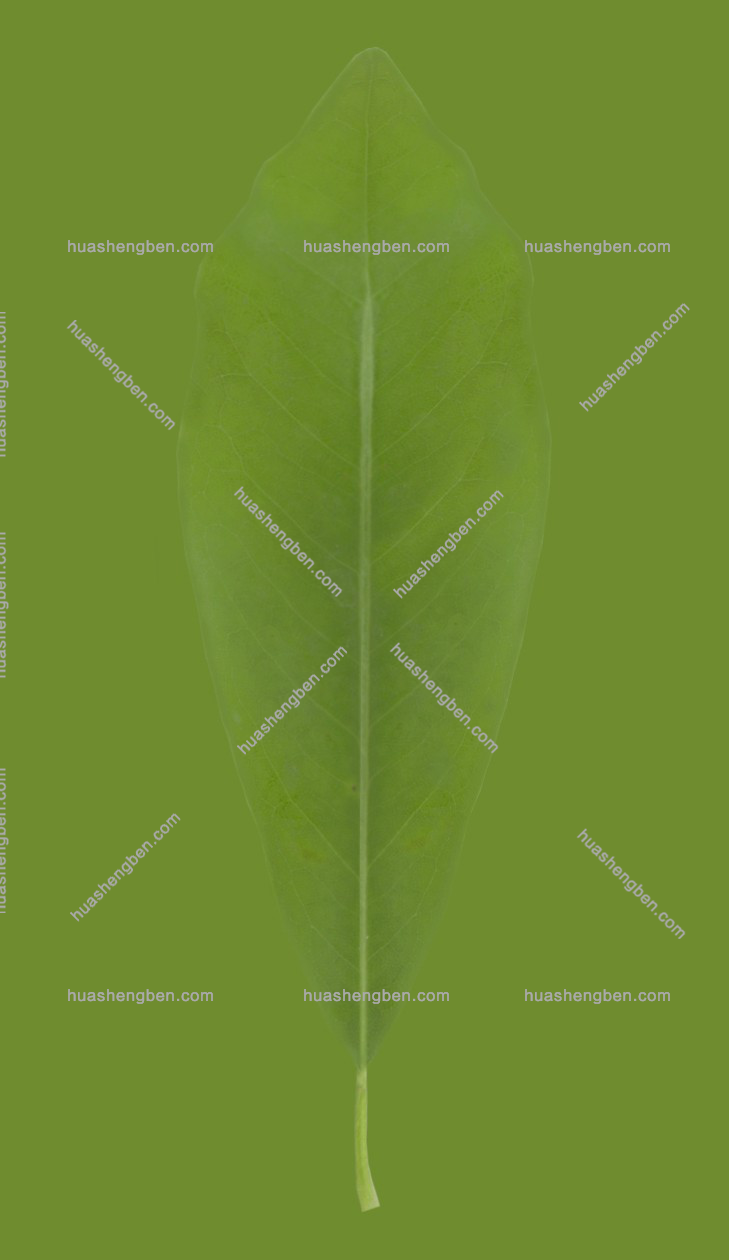 现代木犀树组合3d模型「免费下载」Magnolia_leaf_1.jpg(1)