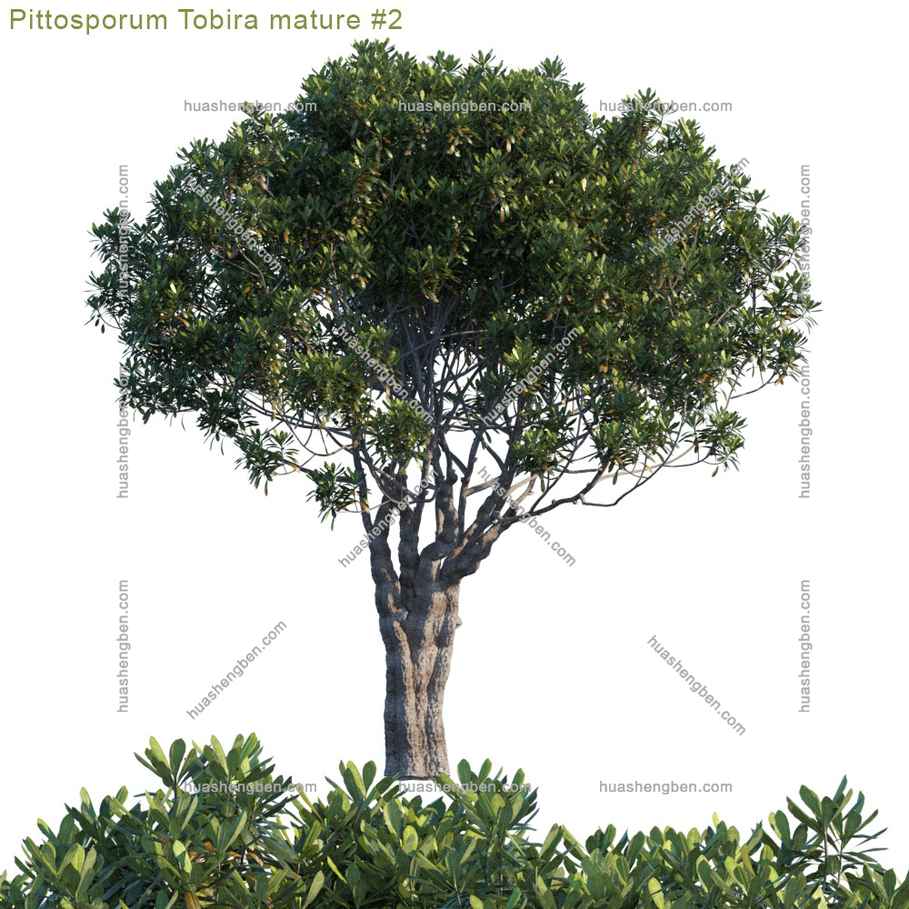 现代植物大树组合3d模型「免费下载」Pittosporum tobira_mature_2_2.jpg(2)