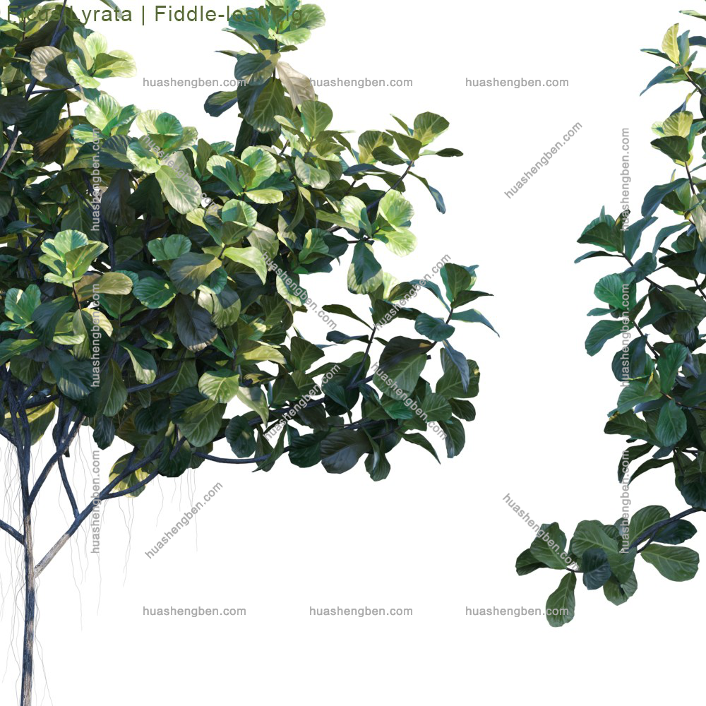 现代绿植小树组合3d模型「免费下载」ficus-lyrata_2_prv_2.jpg(2)