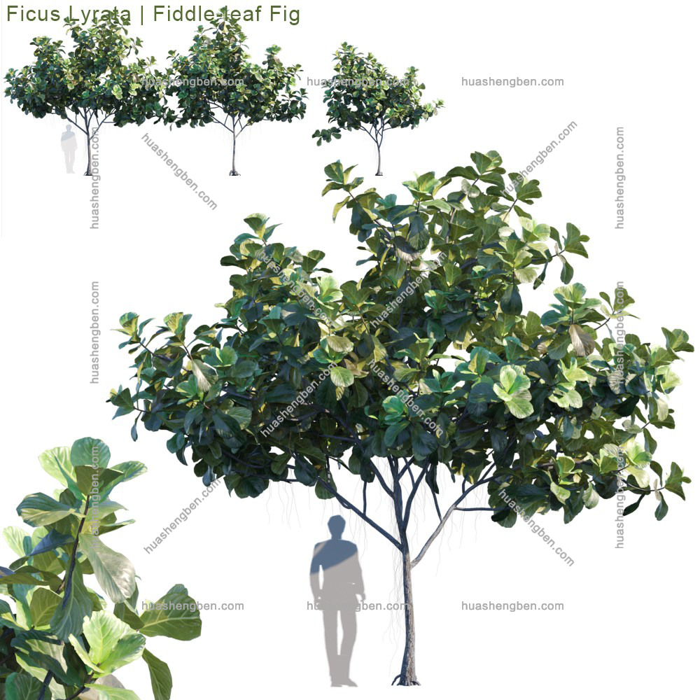 现代绿植小树组合3d模型「免费下载」ficus-lyrata_2_prv_1.jpg(1)