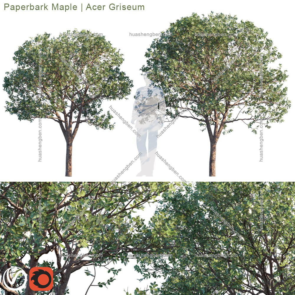 现代绿植小树组合3d模型「免费下载」Paperbark Maple_prv1.jpg(3)