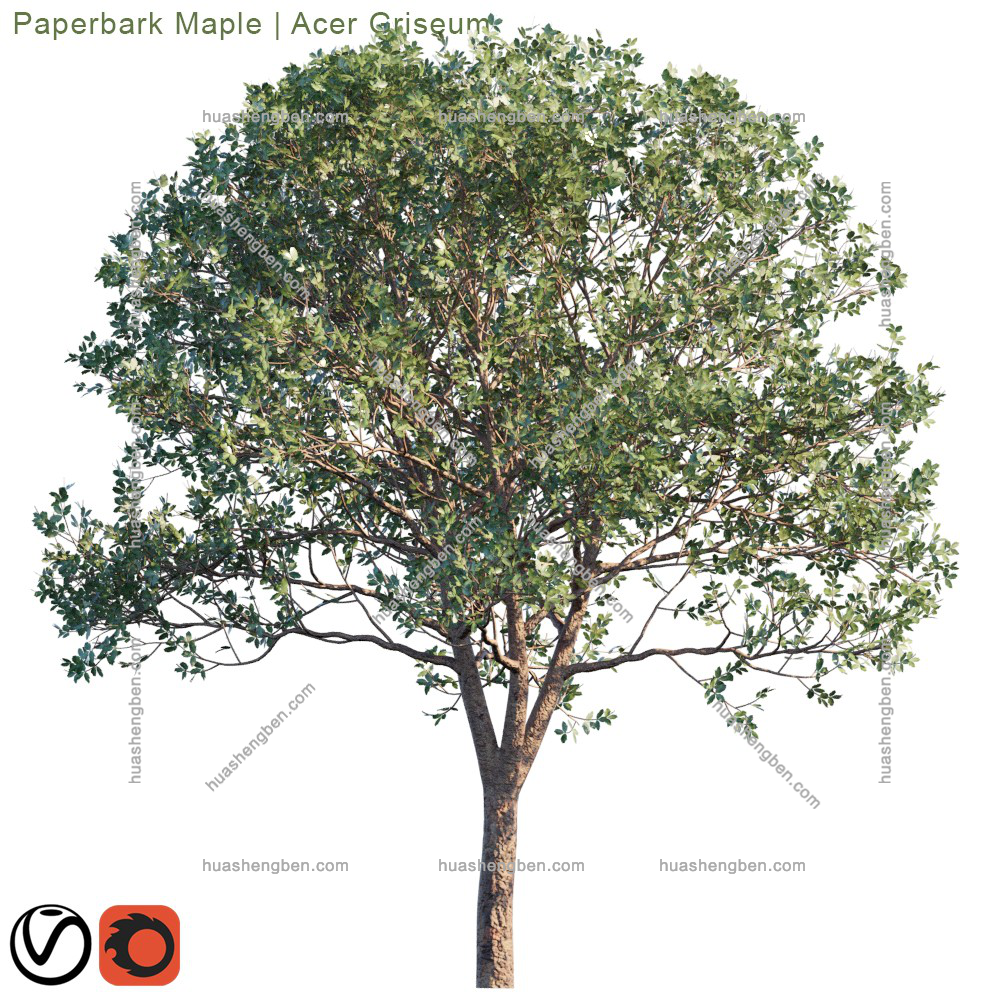 现代绿植小树组合3d模型「免费下载」Paperbark Maple_prv3.jpg(2)