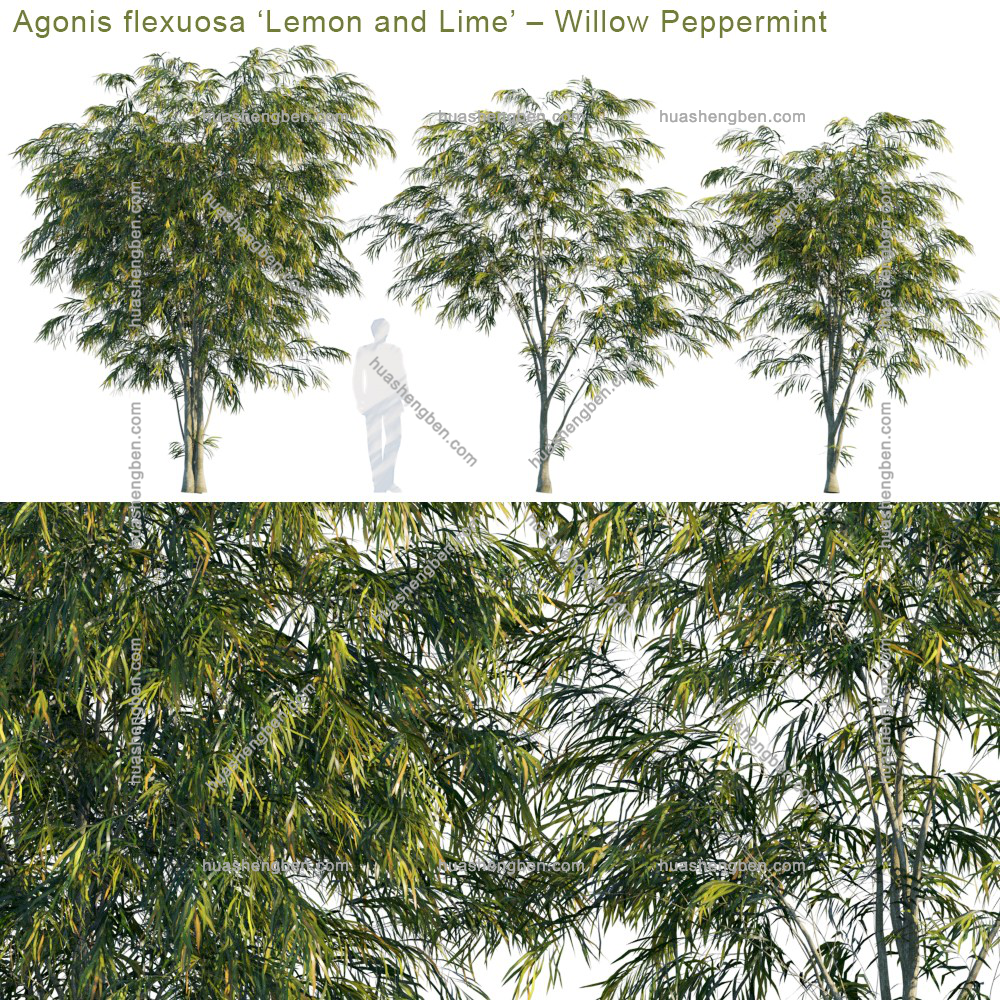 现代绿植小树组合3d模型「免费下载」Agonis flexuosa Lemon and Lime_prv1.jpg(2)