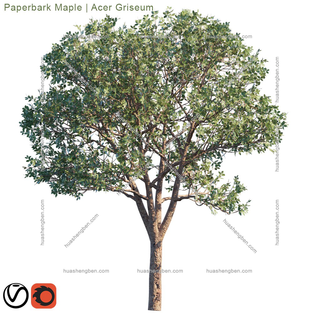 现代绿植小树组合3d模型「免费下载」Paperbark Maple_prv2.jpg(1)