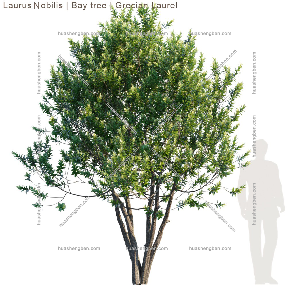 现代绿植小树3d模型「免费下载」Laurus Bobilis tree_prv.jpg(1)