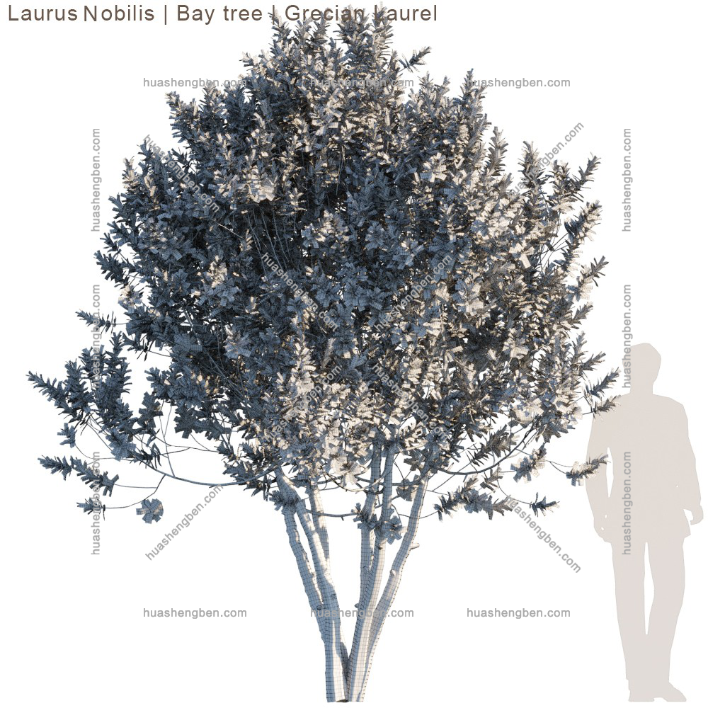 现代绿植小树3d模型「免费下载」Laurus Bobilis tree_prv1.jpg(2)