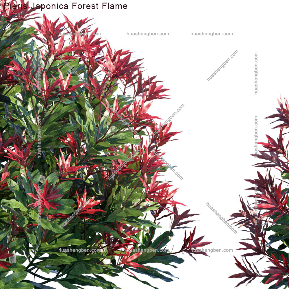 现代绿植灌木组合3d模型「免费下载」Pieris Japonica Forest Flame_prv1.jpg(2)