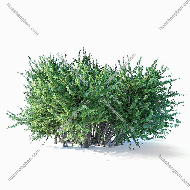 现代灌木3d模型「免费下载」Large square bush.jpg(1)