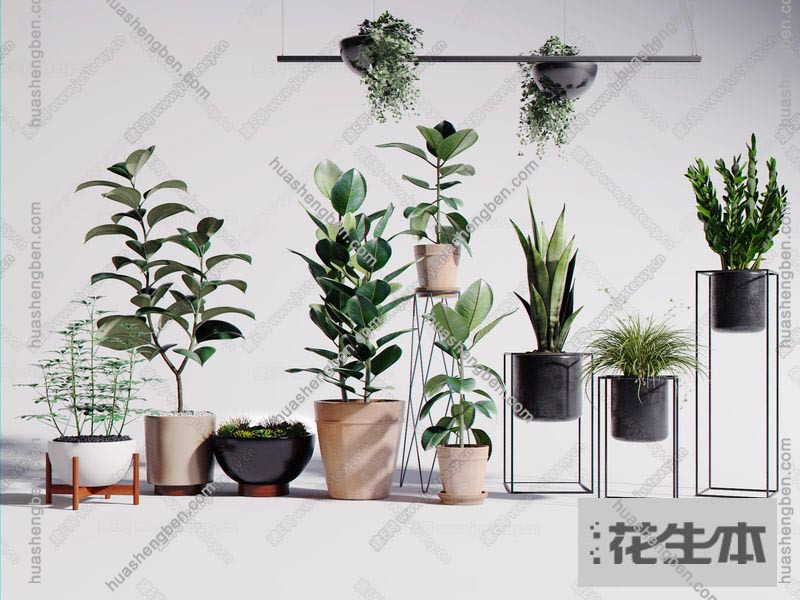 现代绿植盆栽植物吊灯组合3d模型「免费下载」绿植盆栽植物吊灯组合346882.jpg(1)