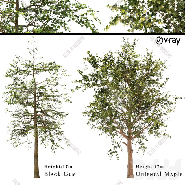 现代小树3d模型「免费下载」3031773.5f61bcef64707.jpg(1)