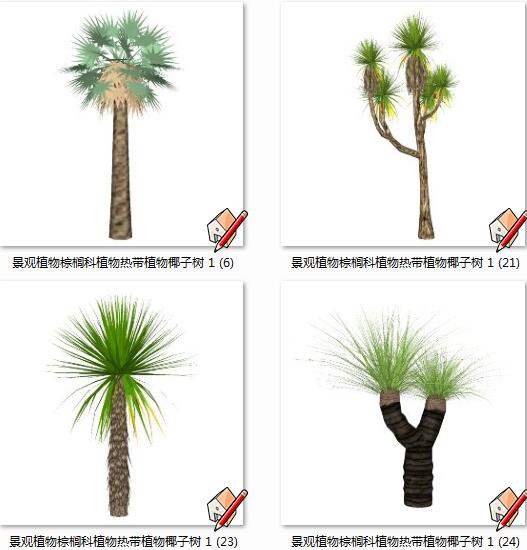 景观植物棕榈科植物热带植物椰子树(1)