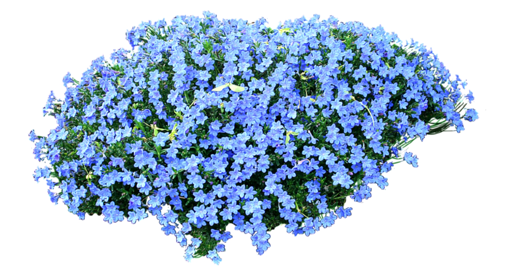 室外园林景观植物花草花卉灌木单面二维模型2dsketchup草图模型 (21)