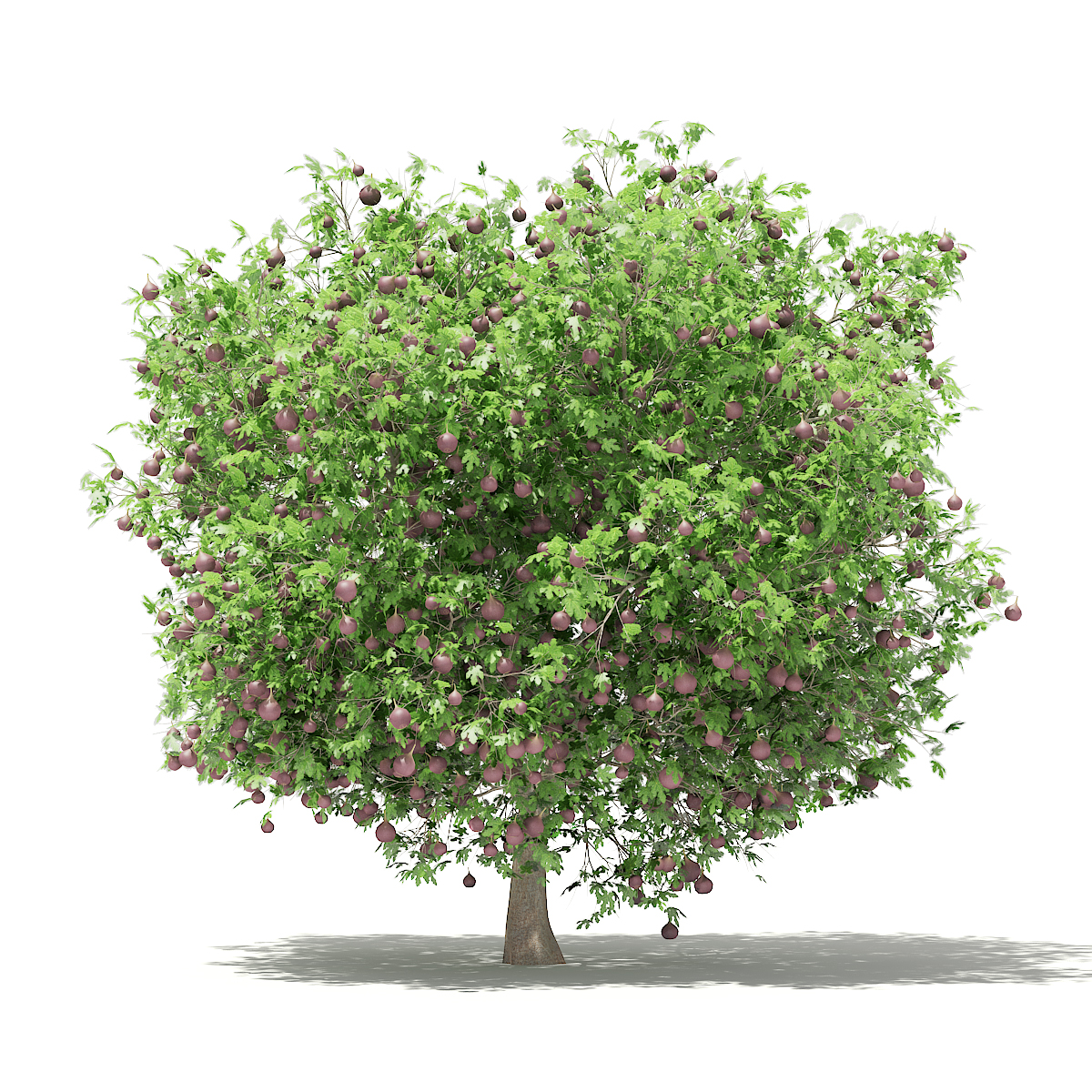 30无花果果树景观植物树3dmax模型下载(1)