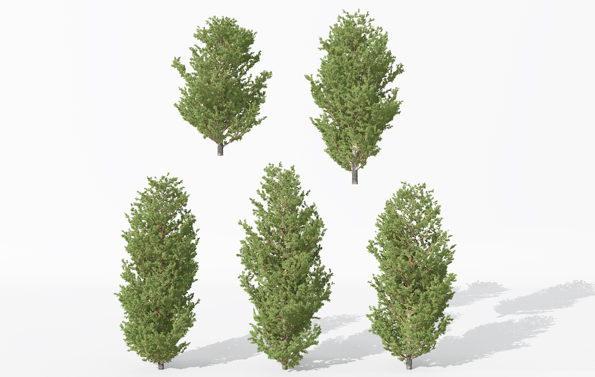 H01-0730景观植物树松树针叶植物树3dmax模型下载(1)