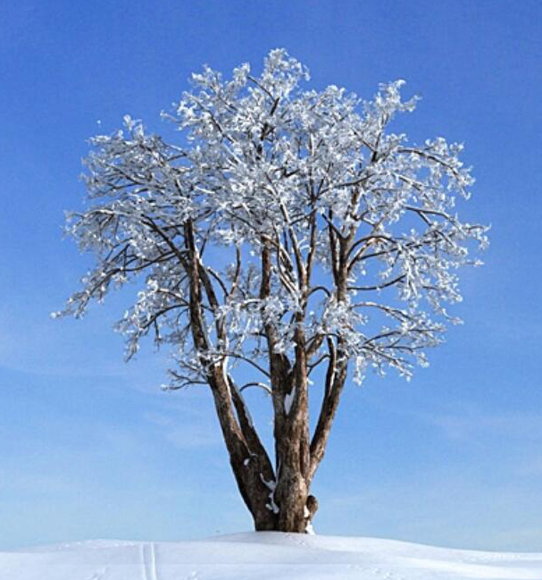 30雪景树枯树干枝3D模型下载(1)