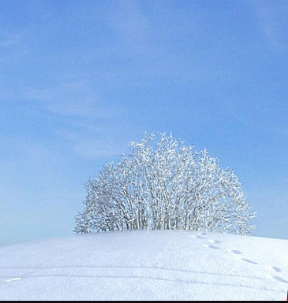 04雪景树3D模型下载(1)