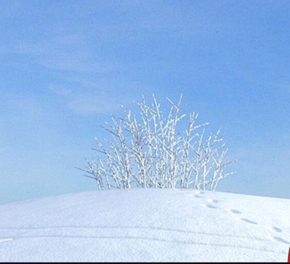 02雪景树3D模型下载(1)