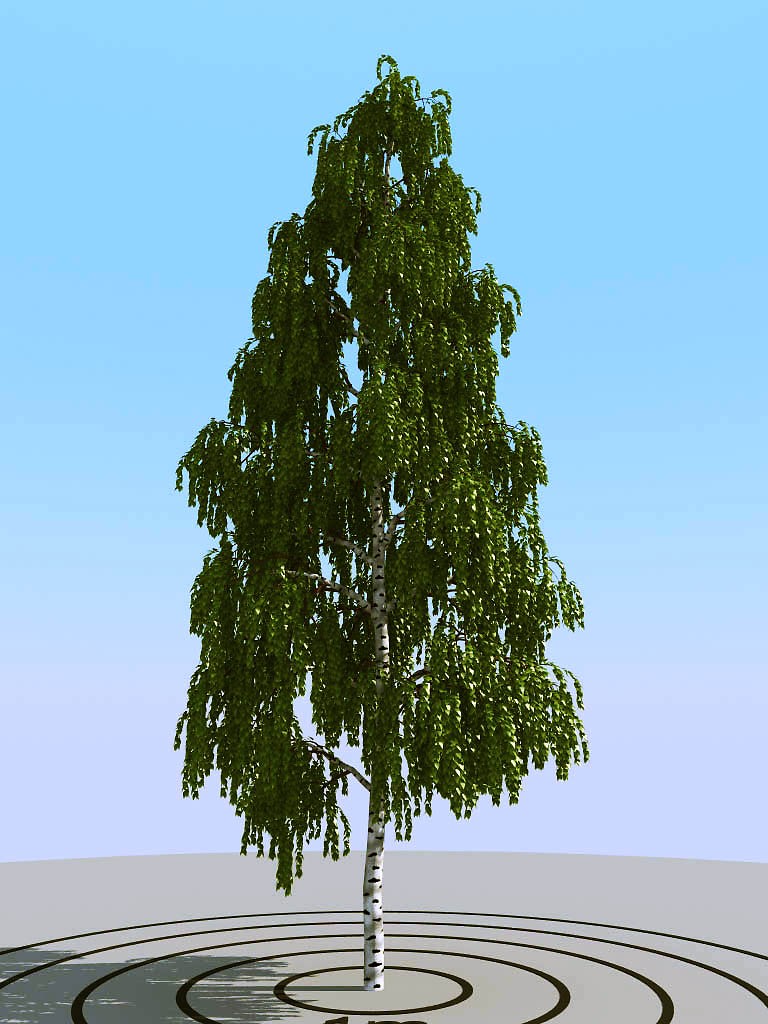 013夏季景观植物树木3d模型下载(1)