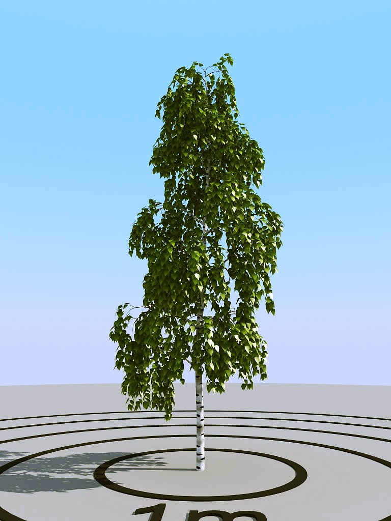 011夏季景观植物树木3d模型下载(1)