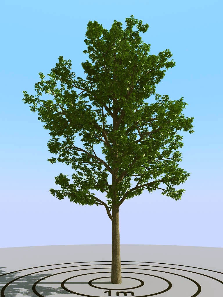 09夏季景观植物树木3d模型下载(1)
