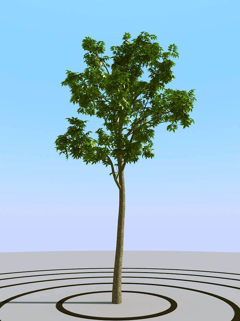 08夏季景观植物树木3d模型下载(1)