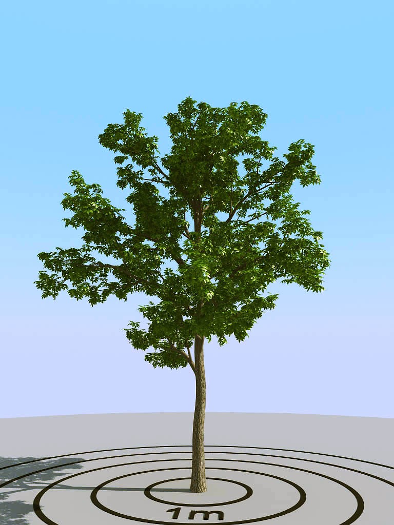 07夏季景观植物树木3d模型下载(1)