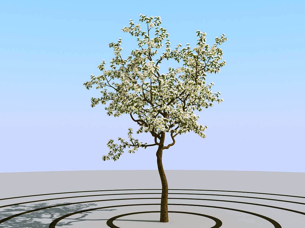 05夏季景观植物树木3d模型下载