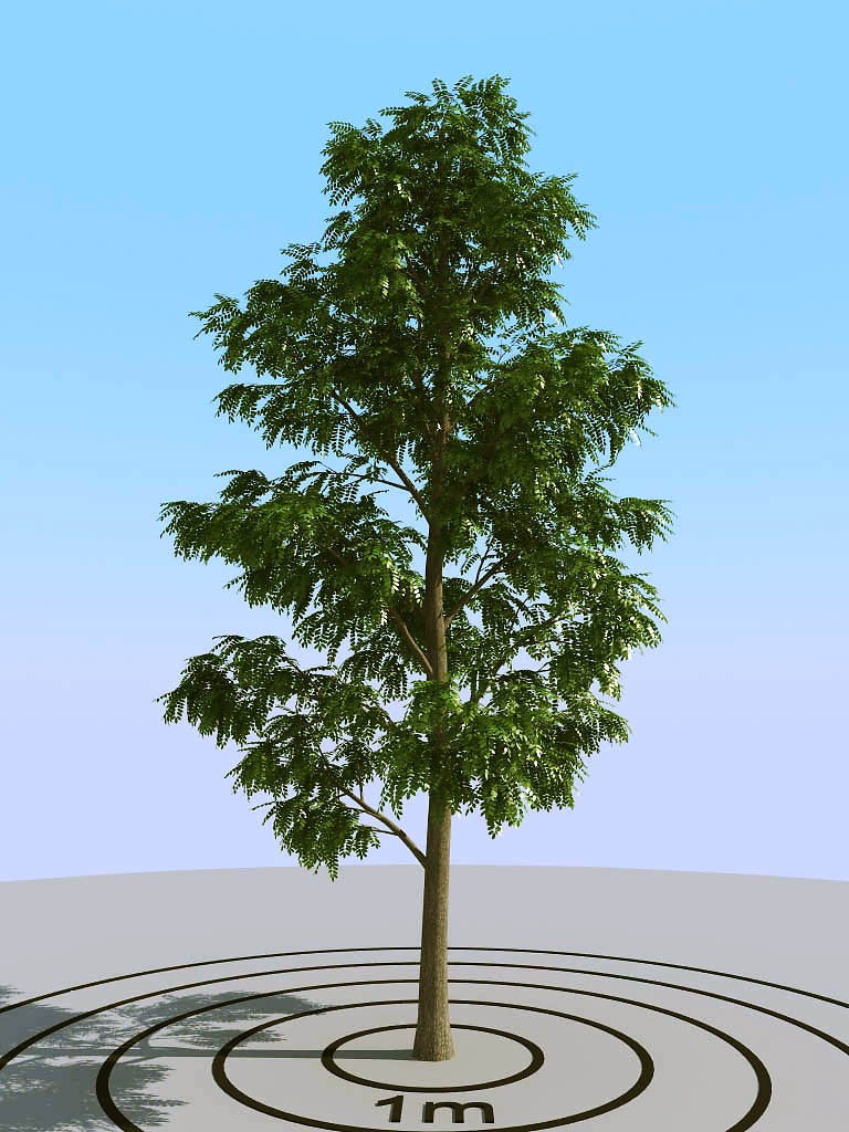 02夏季景观植物树木3d模型下载(1)