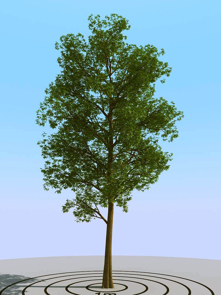 036景观树矮树3d模型下载(1)