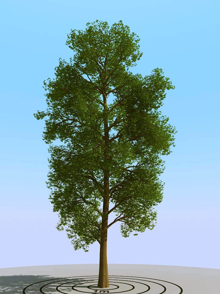 038景观树矮树3d模型下载(1)