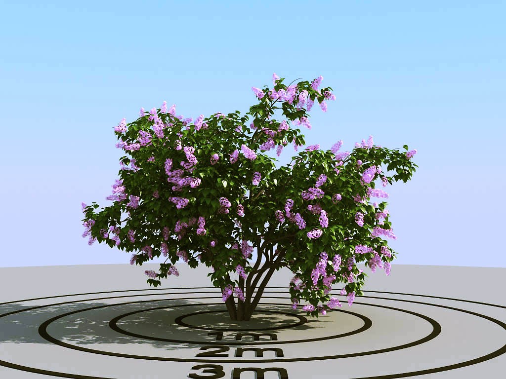 024开花的景观树3d模型下载(1)