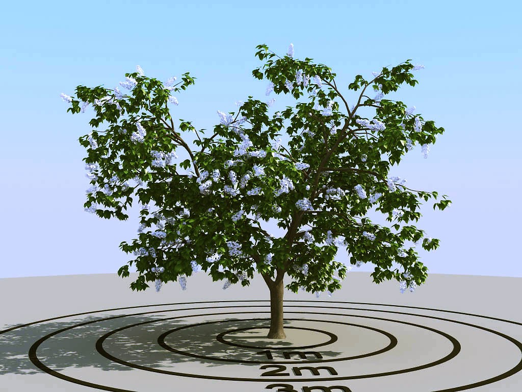 023开花的景观树3d模型下载(1)
