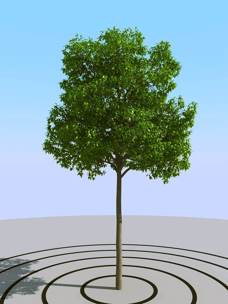 017景观植物树3d模型下载(1)