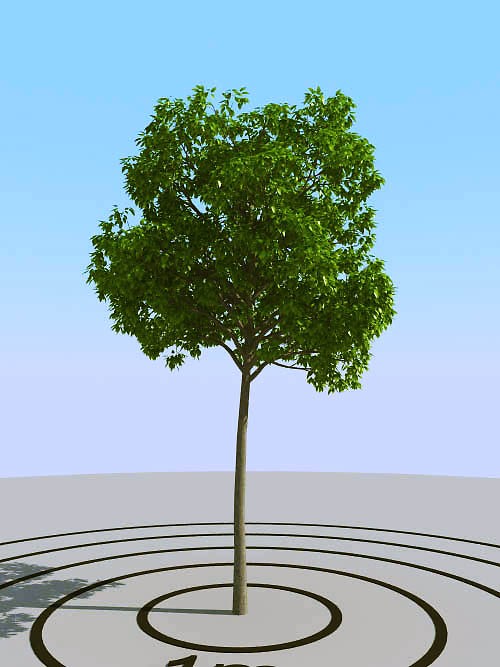 016景观植物树3d模型下载(1)