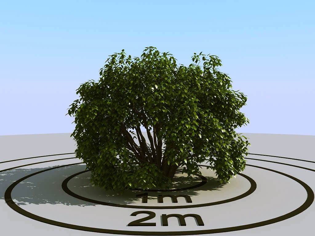032灌木植物球绿植3d模型下载(1)