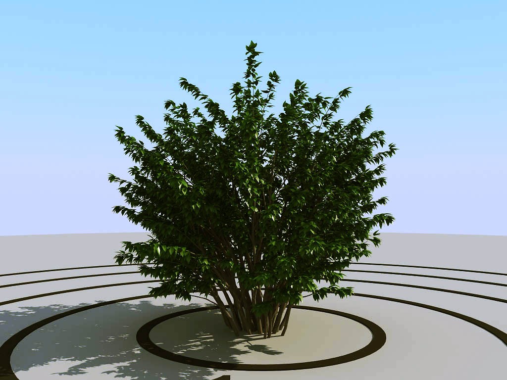 030灌木植物球绿植3d模型下载(1)