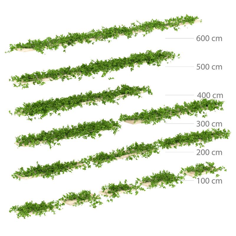 藤蔓植物3d模型下载(1)