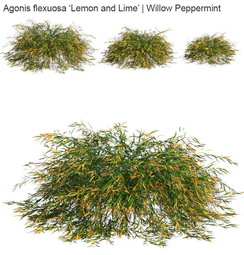 植物草3D模型下载