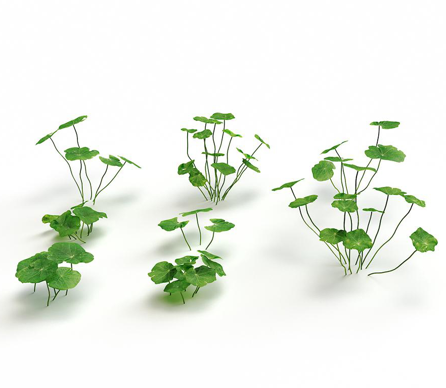 水生植物3D模型下载
