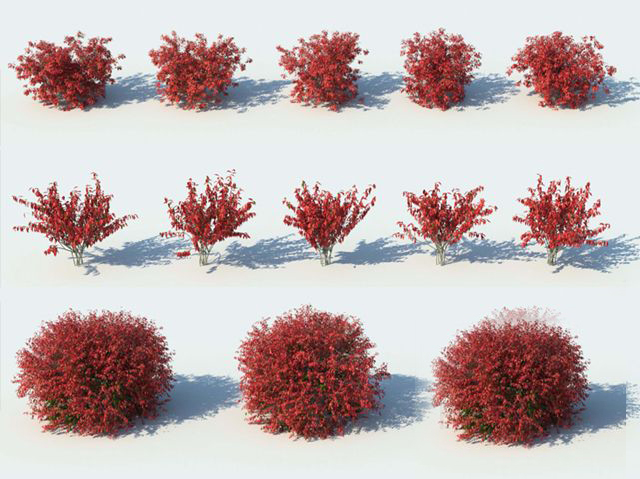 灌木植物3d模型下载