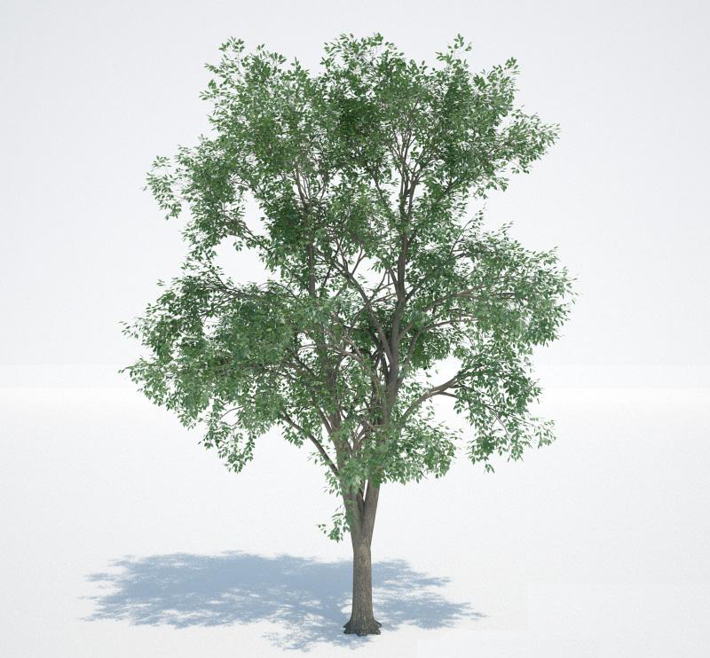 景观树3D模型下载(1)