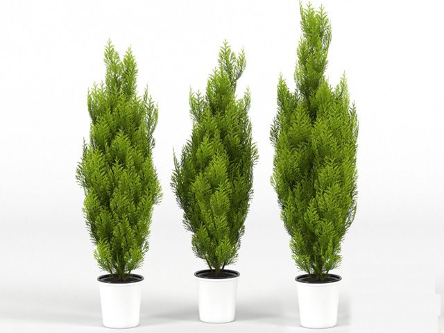 绿植盆栽3d模型下载