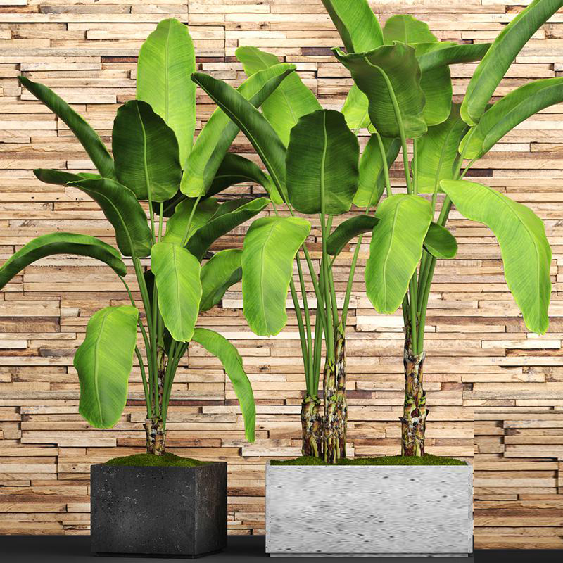植物盆栽3d模型下载(1)