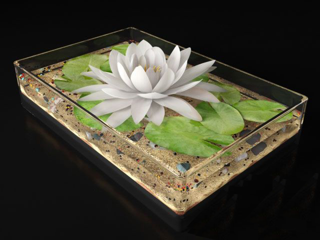 莲花3d模型下载(1)