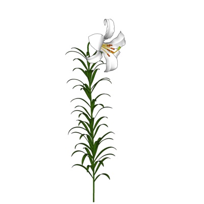 现代绿植花卉免费su模型(1)