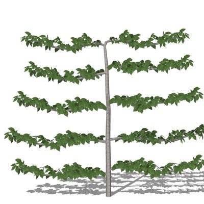 现代景观树免费su模型(1)