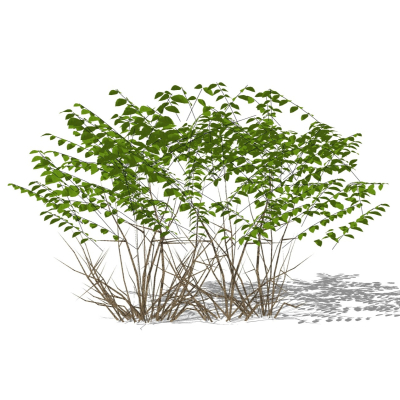 现代灌木从免费su模型(1)