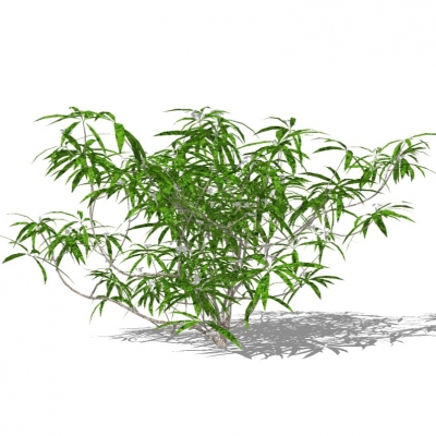 现代植物灌木免费su模型