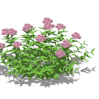 现代花草植物免费su模型(1)